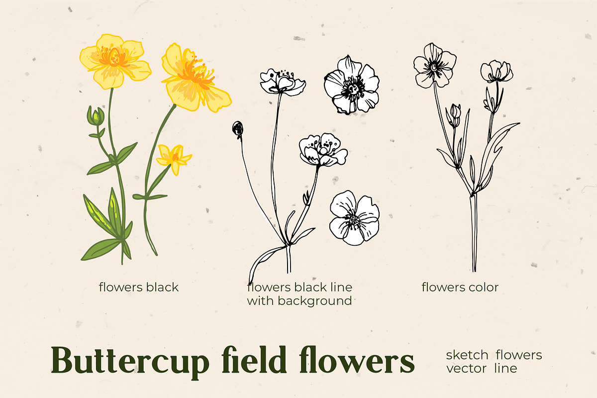 Flowers Buttercup. Sketch flowers, an Illustration by irina.vaneeva (Photo 6 of 6)