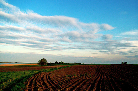Sunset Containing Nature Green And Background preview 6
