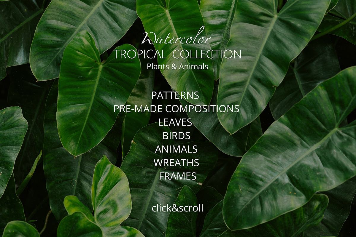 Tropical Collection Watercolor, a Decorative Illustration by Yakovleva Margarita (Photo 2 of 20)