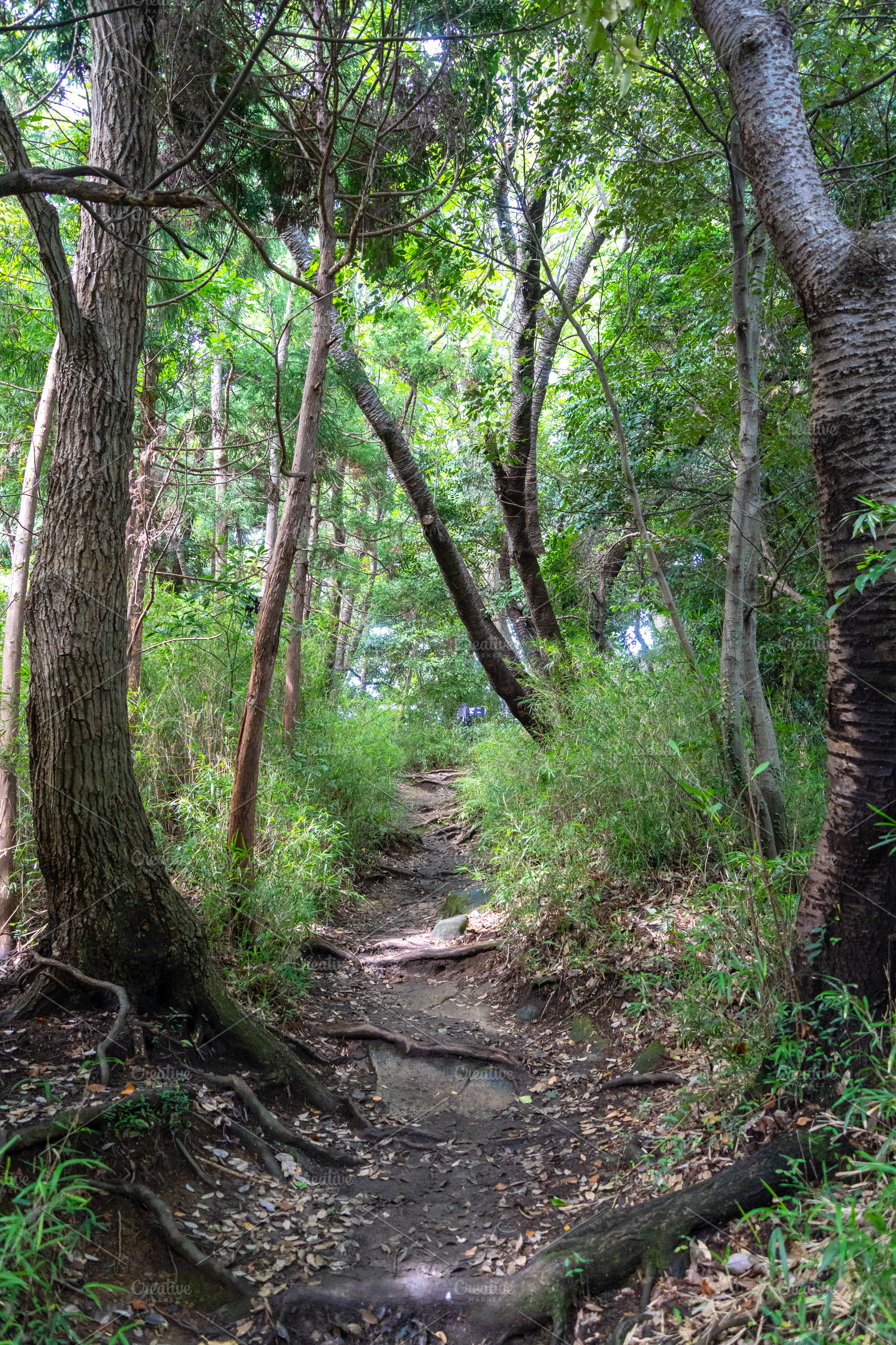 Forest trail in Genjiyama Park in Kamakura, Japan in summer, a Nature Photo by GoodGoods