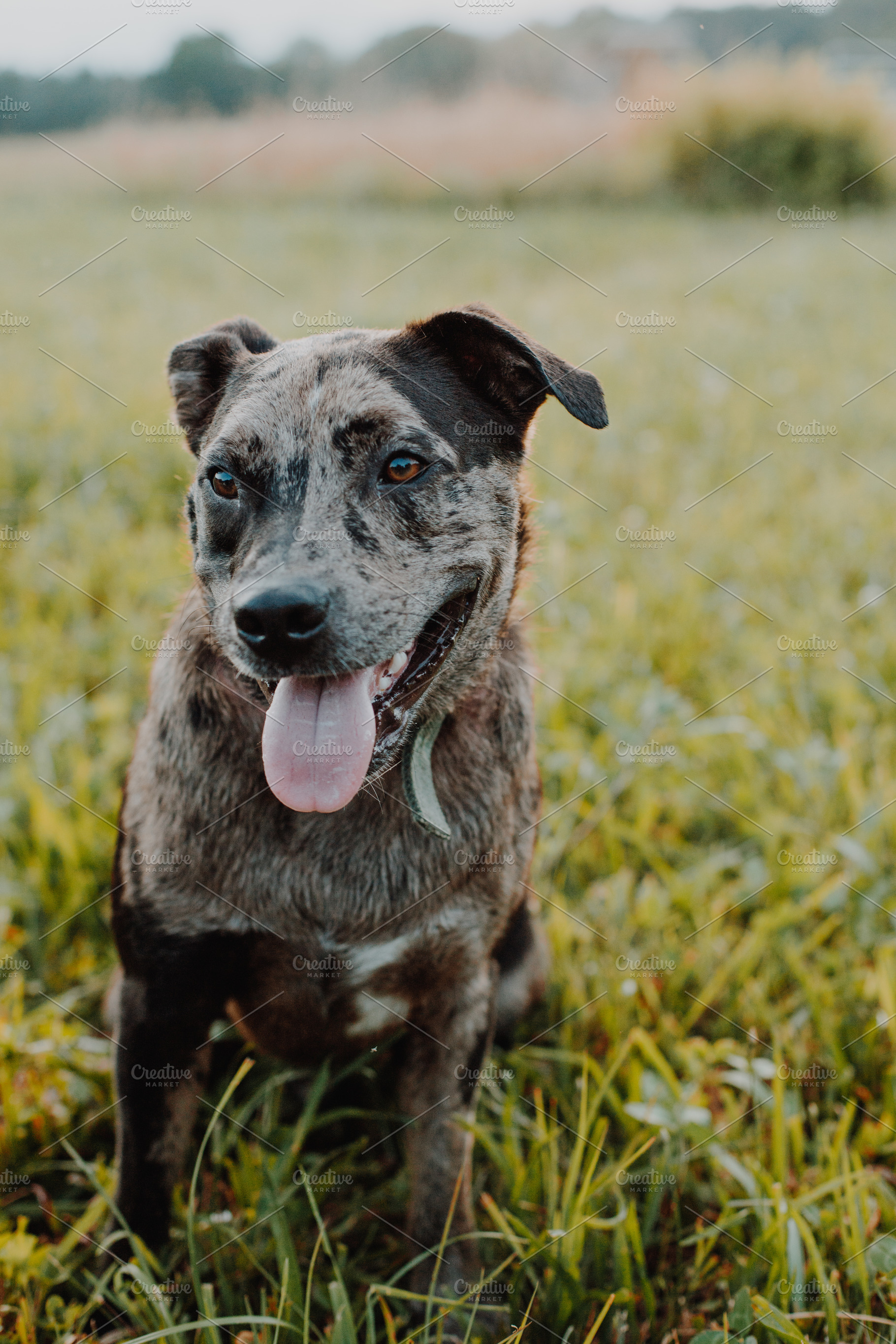 Happy cattle dog featuring aussie, australian shepherd, and pitbutt, an Animal Photo by AlyssaKayeGraham