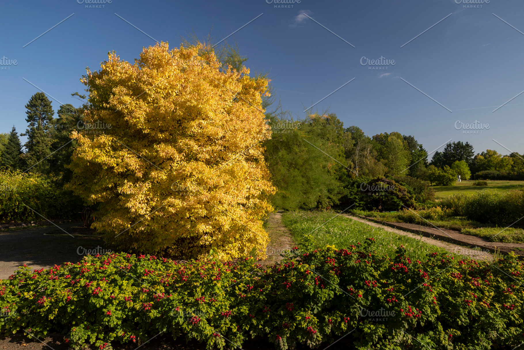 Bright yellow autumn tree stands prominently near a green hedge, a Nature Photo by Imaginarium