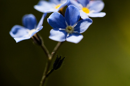 Tiny bright blue forget me not flowers, close-up, selective focus with bokeh gr, a Nature Photo by Rohan Photography