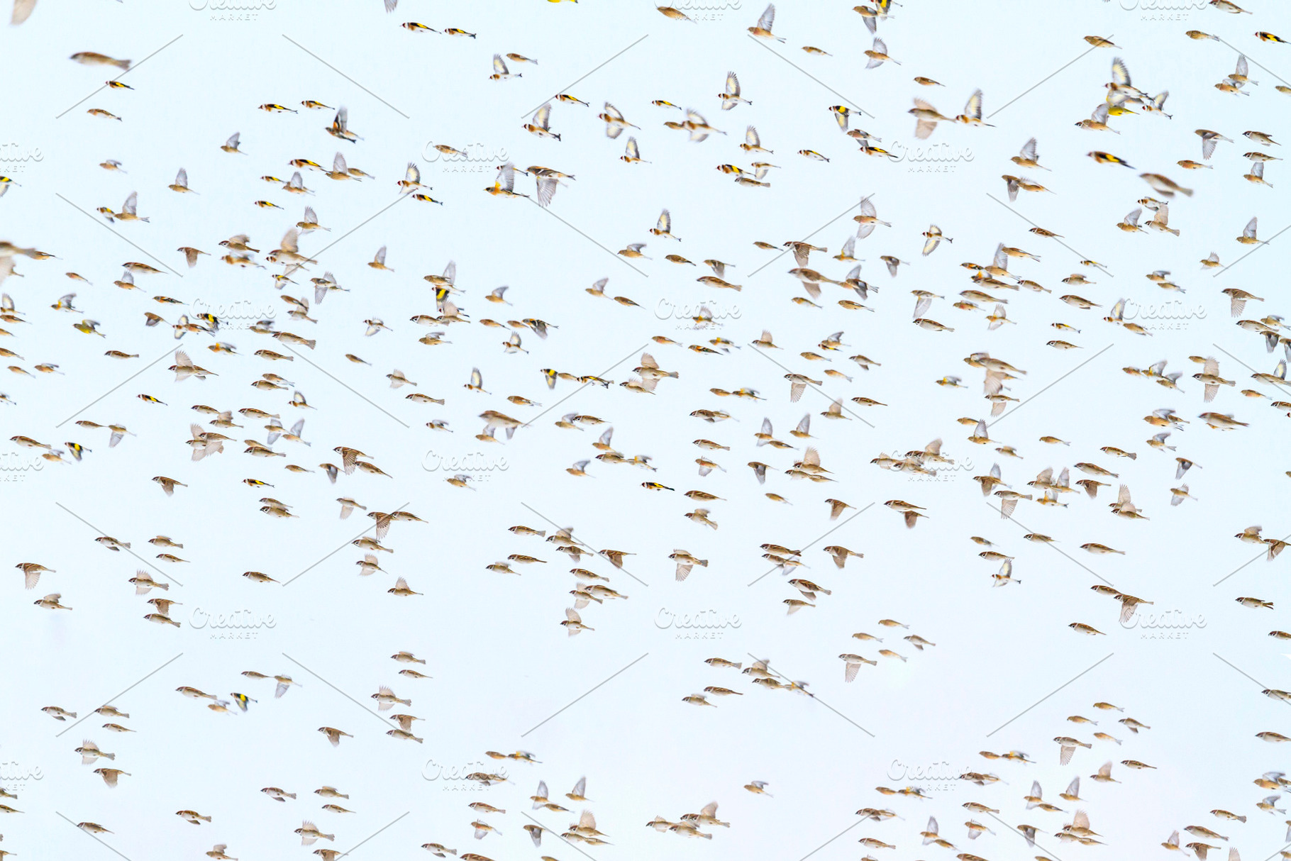 hundreds of birds fly in a stormy, an Animal Photo by Pakosta