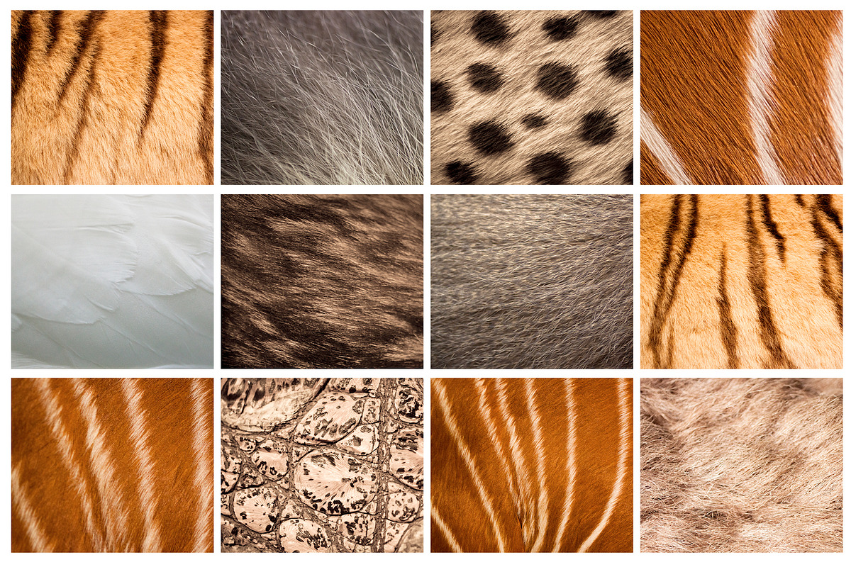 35 Animal Skin Background Texture, a Texture Graphic by Pixeria (Photo 3 of 3)