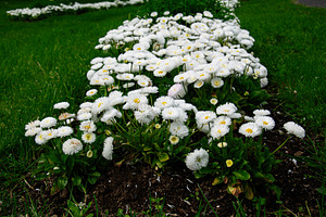 Row of white flowers in a vibrant Reykjavik Iceland garden during springtime, a Photo by AS photostudio