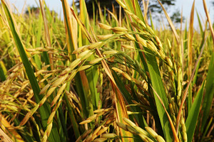 Harvest time containing rice, field, and nature