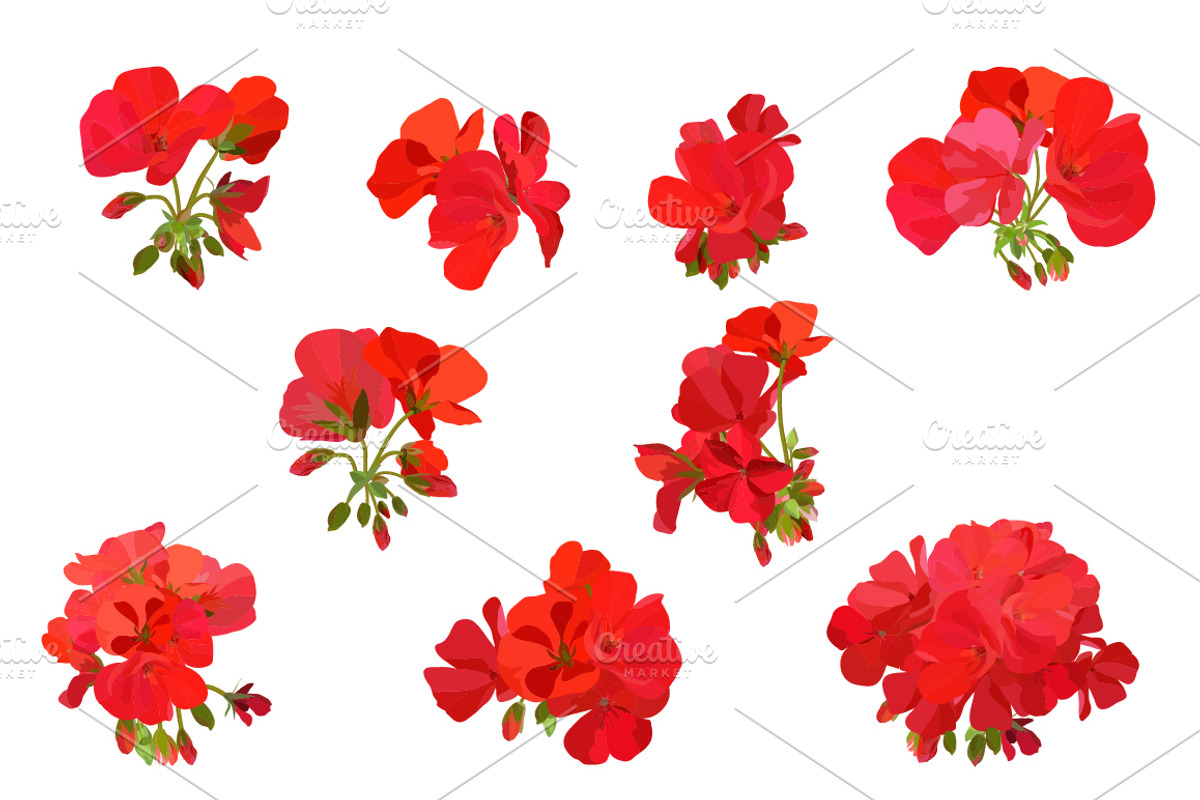 Vector object brushes. Geranium. preview 8