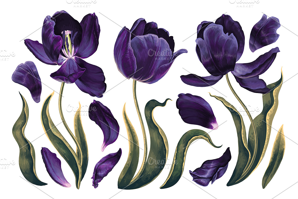 Dark Tulips Vector Set, a Background Graphic by MarynaPetrovska (Photo 2 of 13)