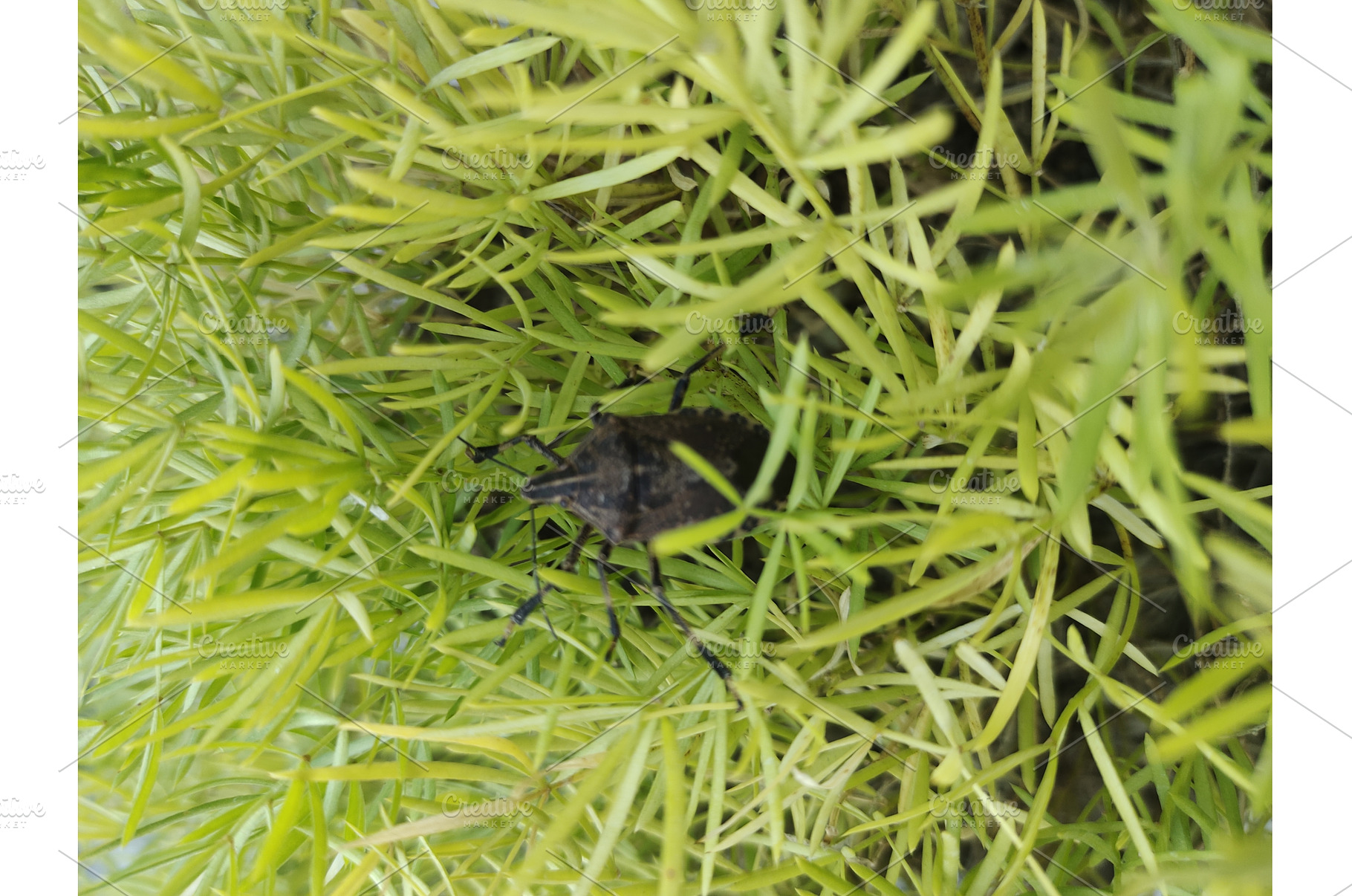 stink bug on asparagus fern leaves, an Animal Photo by LogosDen
