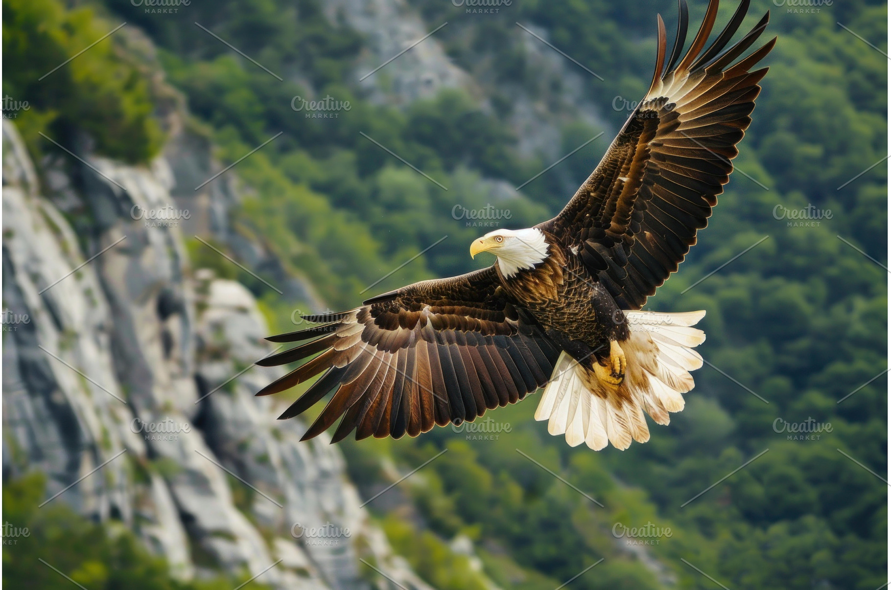 Majestic bald eagle in flight, an Animal Photo by Ylivdesign
