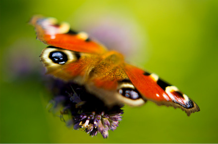 Butterfly on pink flower wallart JPG