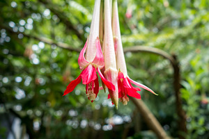 Red and white fuchsia flowers hanging amidst lush tropical green, a Nature Photo by GoodGoods