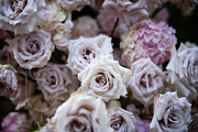 A Garden of Roses | Wedding, Events, a Nature Photo by Farewell (Thumbnail 20 of 41)