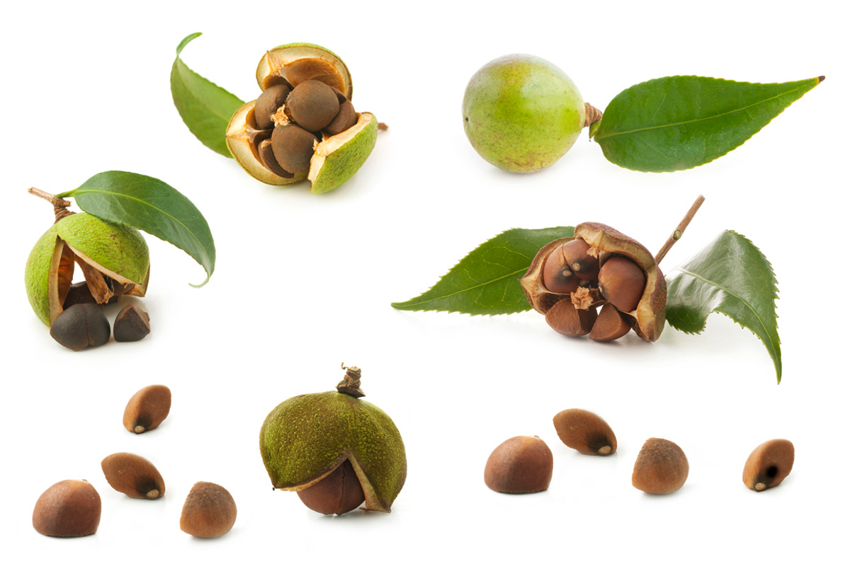 Camellia. Photography set, an Object Graphic by Pullia (Photo 6 of 10)
