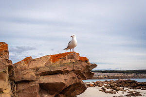 Seagull perched on coastal rock at Stokes Bay Beach, Australia, an Animal Photo by GoodGoods