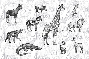 African Animals.