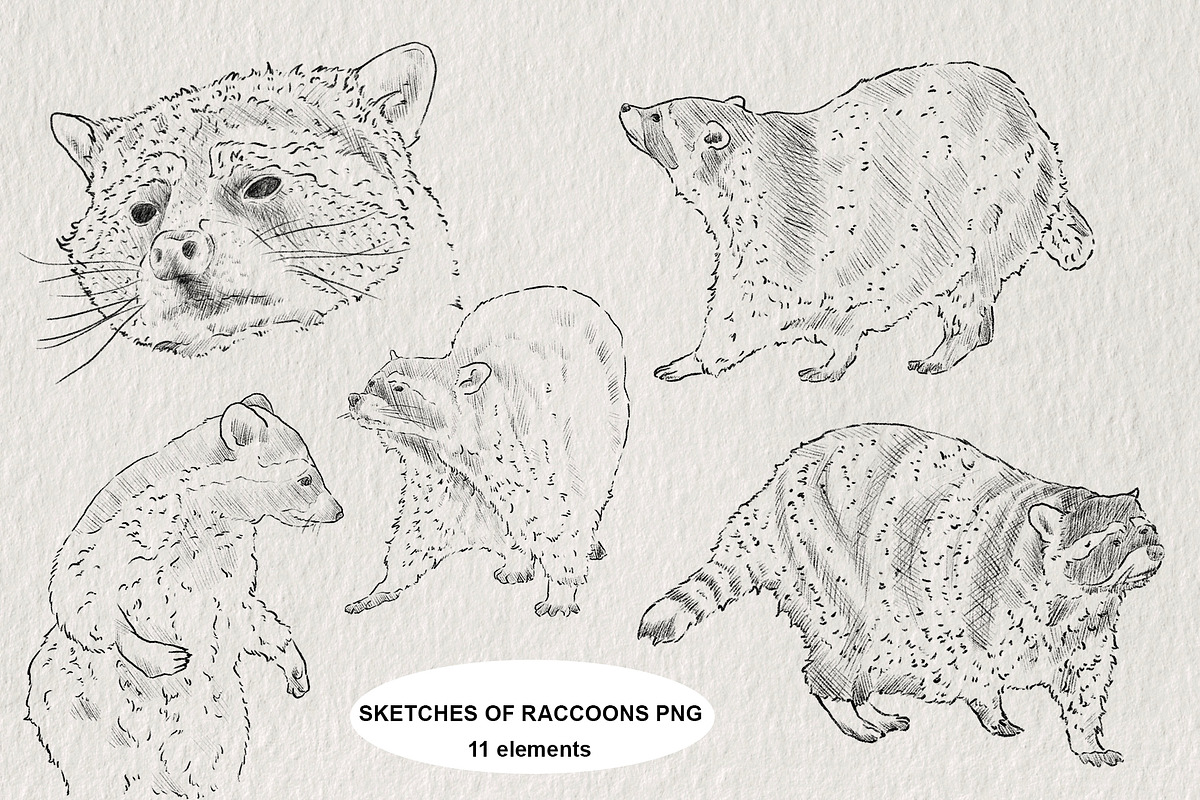 Raccoon sketches PNG, an Animal Illustration by LOKSKIH (Photo 1 of 4)