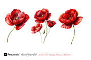 Watercolor Poppy Flowers Clipart, a Decorative Illustration by crafty (Thumbnail 5 of 8)