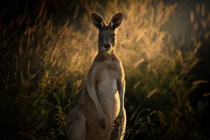 Young Male Eastern Grey Kangaroo, an Animal Photo by Rob D Animal Photography