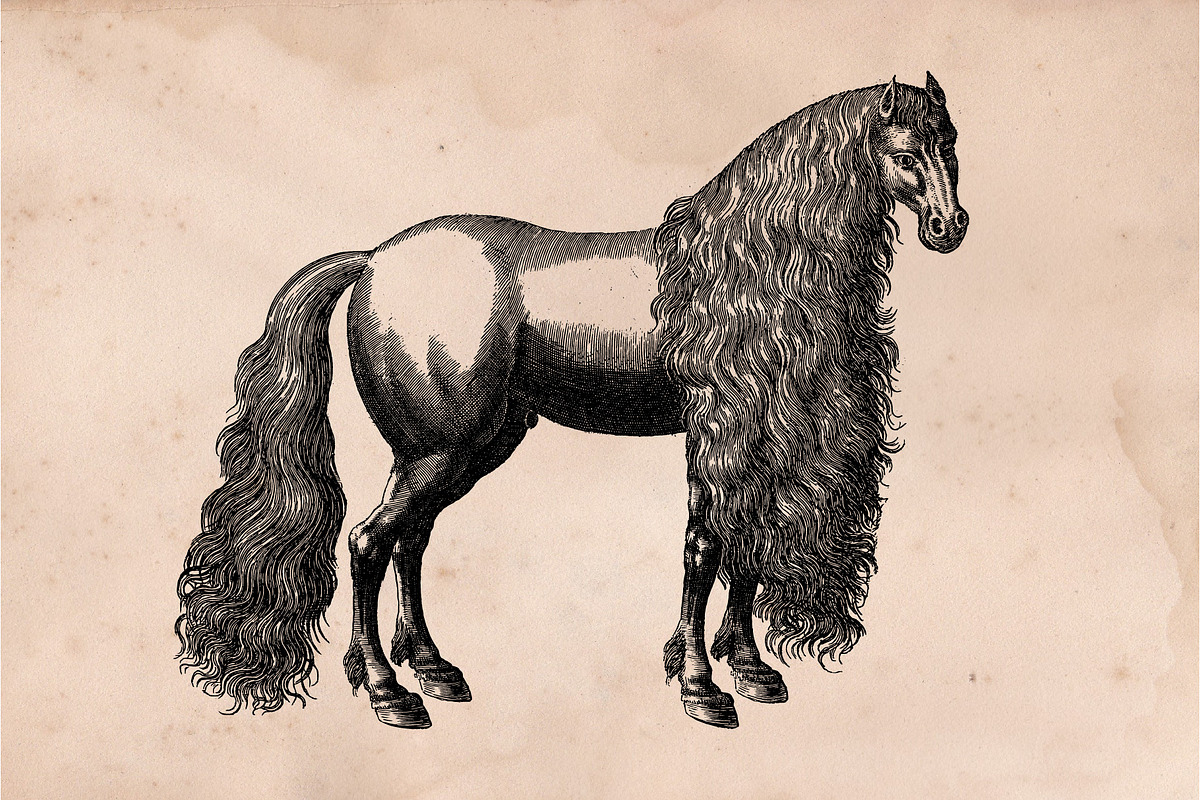 The Horse Collection, an Animal Illustration by Bayford Design