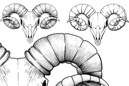 black ram skull