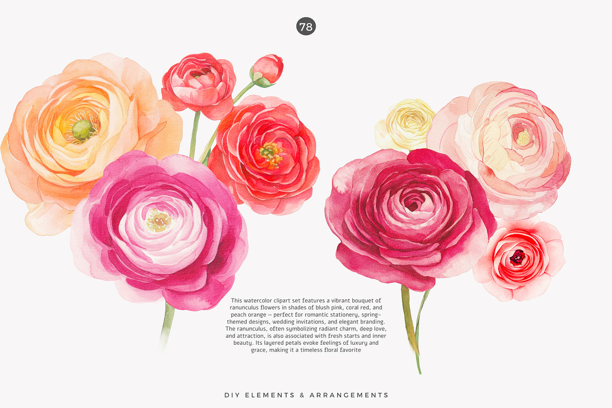 watercolor ranunculus clipart set, a Decorative Illustration by Patishop Art (Photo 5 of 10)
