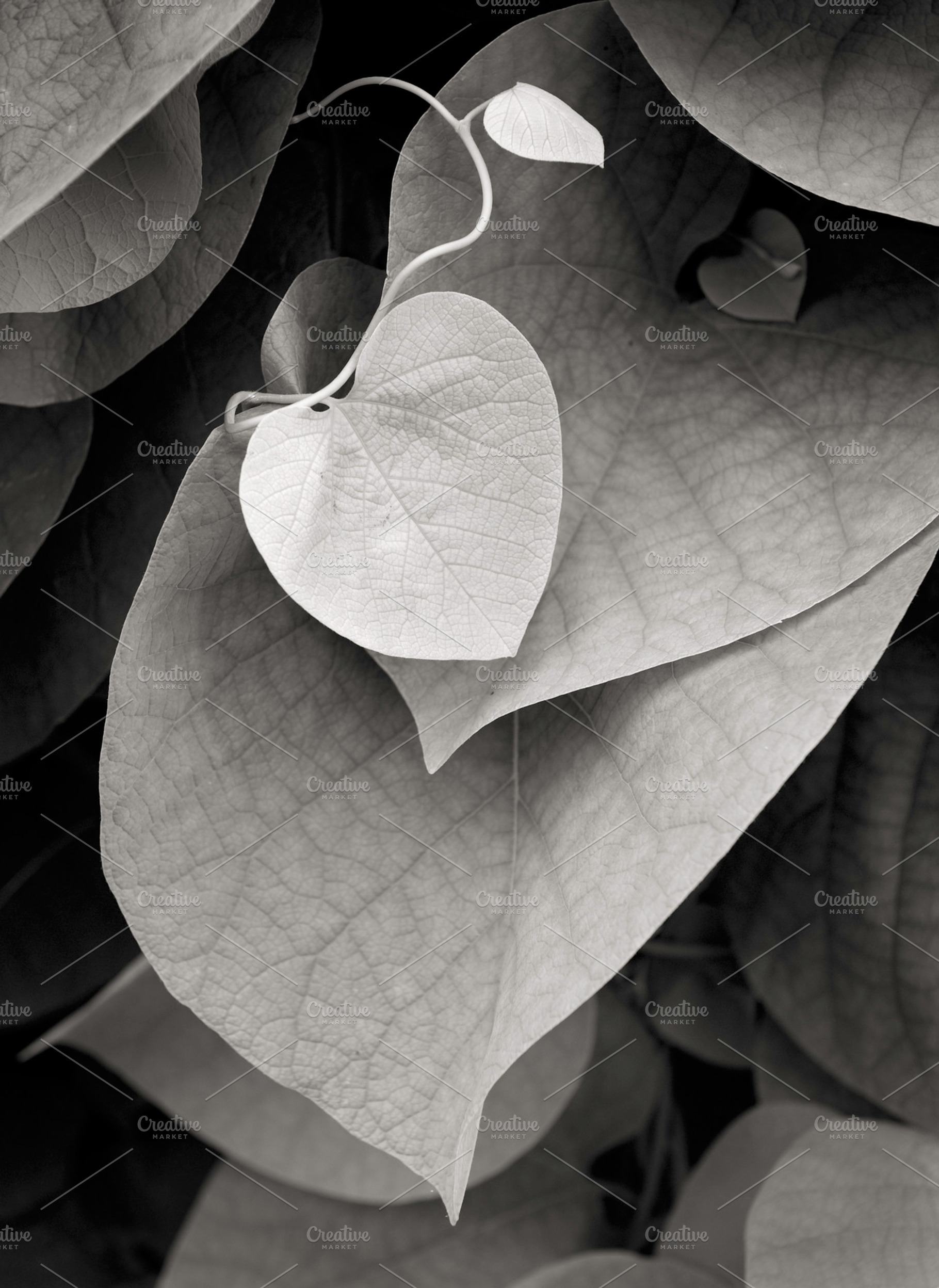 Leaf stock photo containing leaf and leaves