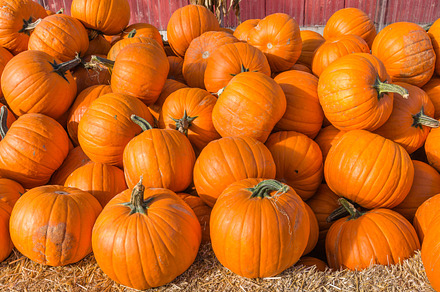 Mini Pumpkins At The Market preview 3
