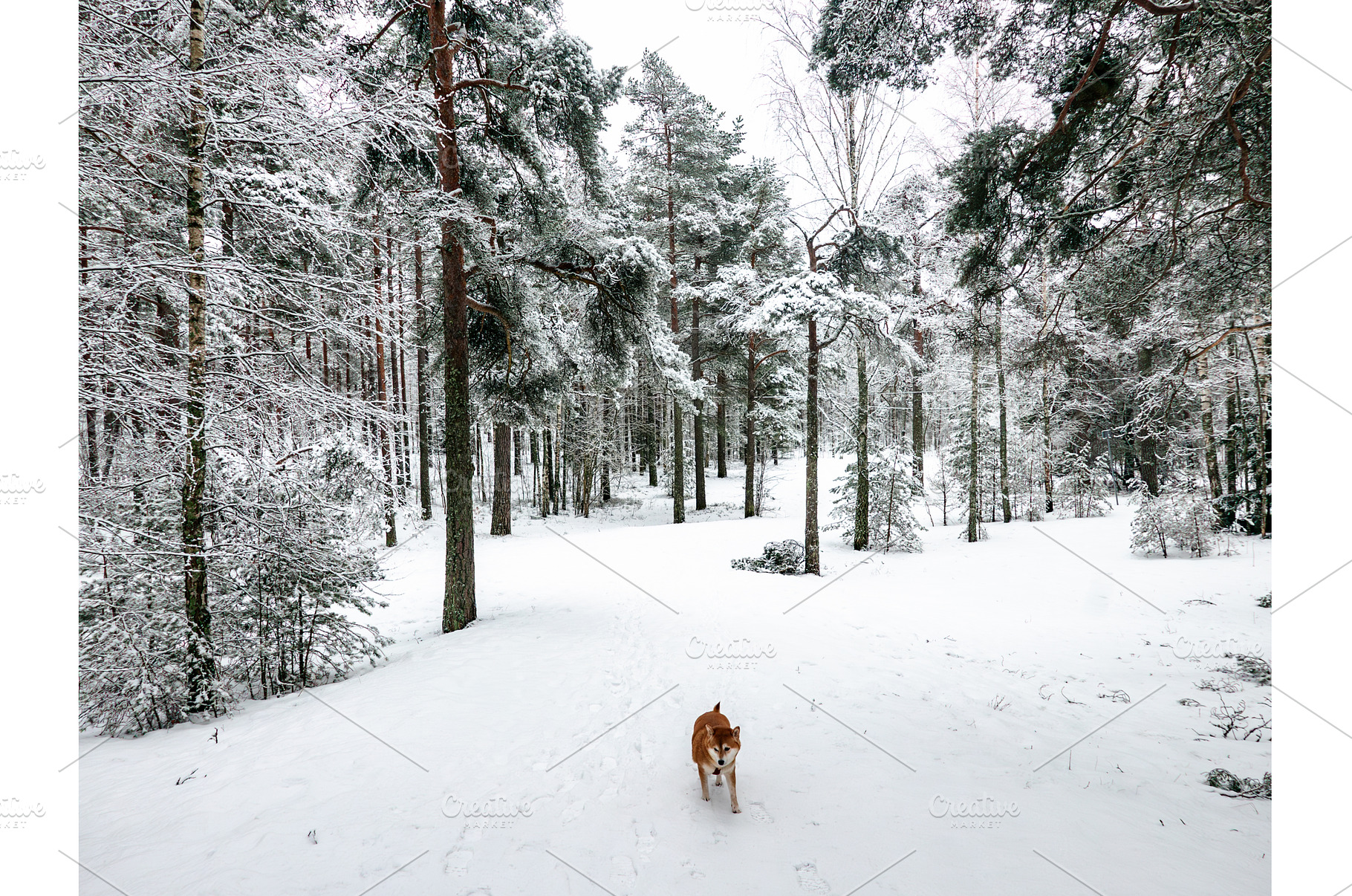 Funny friendly brown Shiba Inu dog, an Animal Photo by Nature and travel