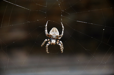 Spider featuring photography, nature, and animals