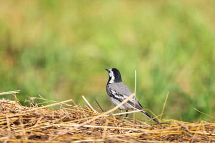 A white wagtail (Motacilla alba), an Animal Photo by AlexBush