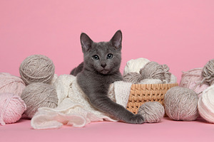 Cute russian blue kitten lying in a, a Photo by Elles Rijsdijk