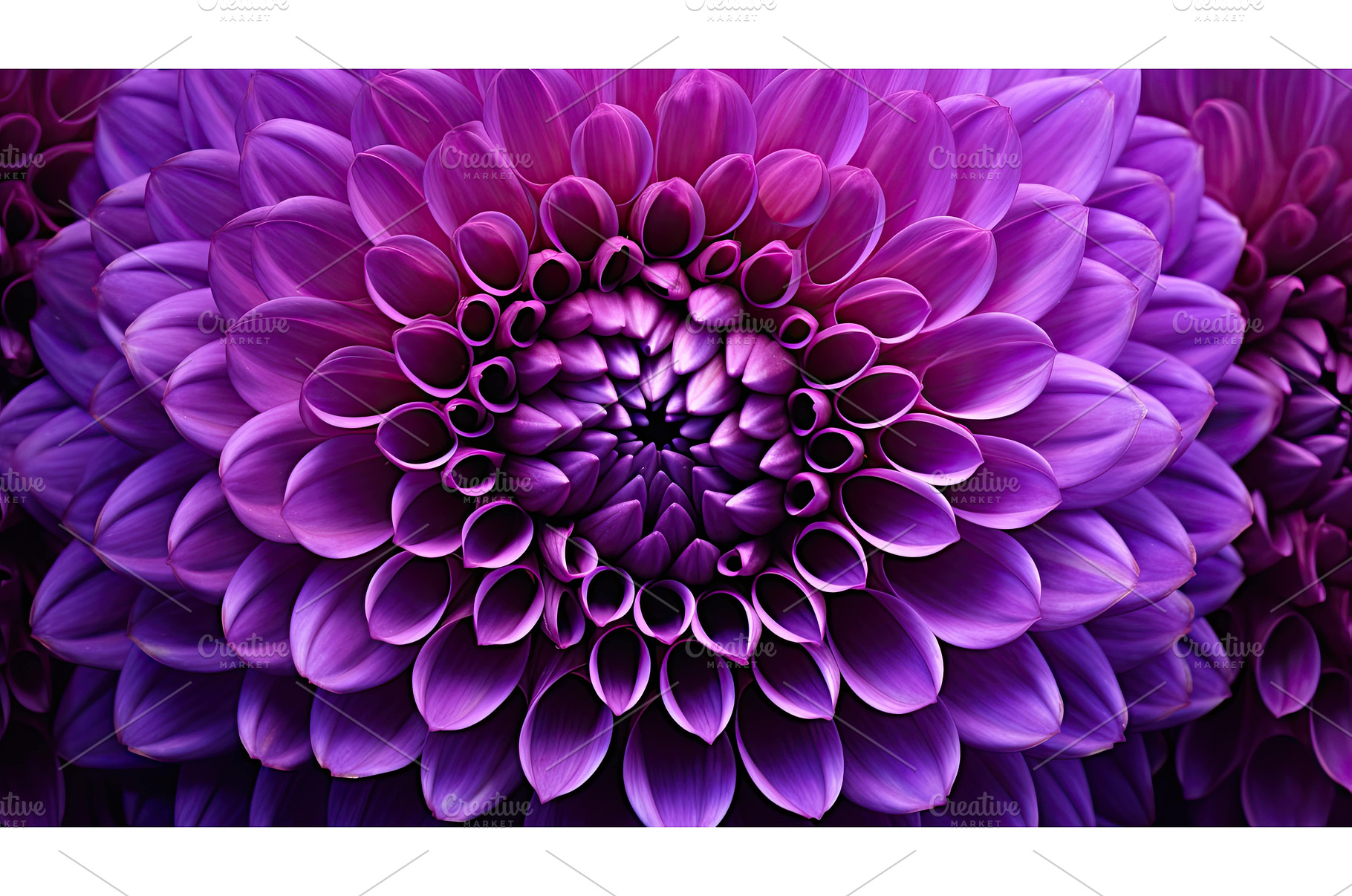 bloom purple dahlia ai generated, a Nature Photo by pikepicture