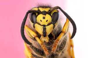 portrait wasp