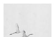 Gret Collection · Egrets in Flight, an Animal Illustration by milatovar (Thumbnail 13 of 17)