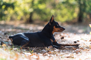 Miniature Pinscher Lying on Forest Ground in Natural Light, an Animal Photo by Red Hot Chili Pepper Shop