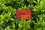 Green Leaf Business Card Mockup, a Mockup by Quirko (Thumbnail 7 of 7)