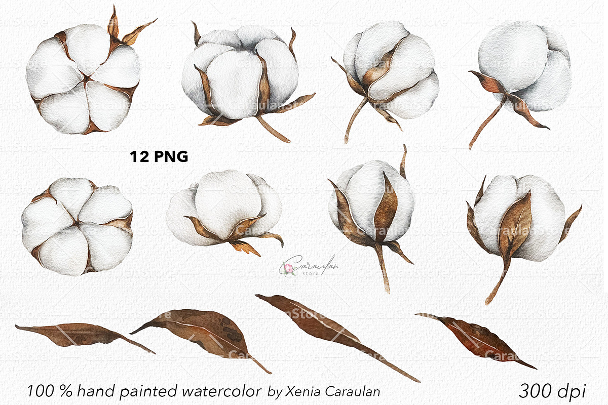 Cotton Plant Watercolor, an Object Illustration by CaraulanStore (Photo 8 of 10)
