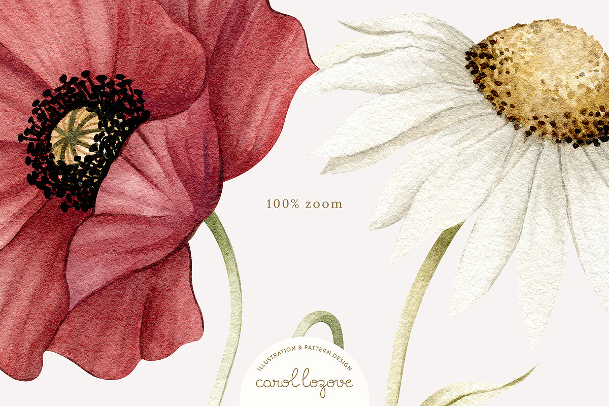Watercolor Botanical Wildflowers Set, a Decorative Illustration by Carol Lozove (Photo 5 of 36)