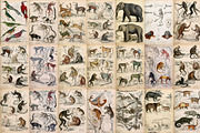 A Journal of Natural History, an Animal Illustration by Dene Studios (Thumbnail 9 of 10)