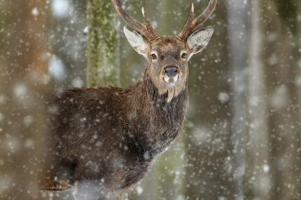 Male deer in the winter forest. Animal in natural habitat, an Animal Photo by Byrdyak