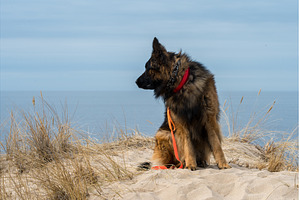 German Shepherd Dog on the beach at