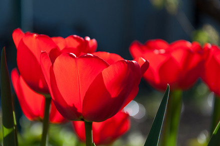 Red Flowers preview 6