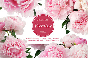 Beautiful Peonies