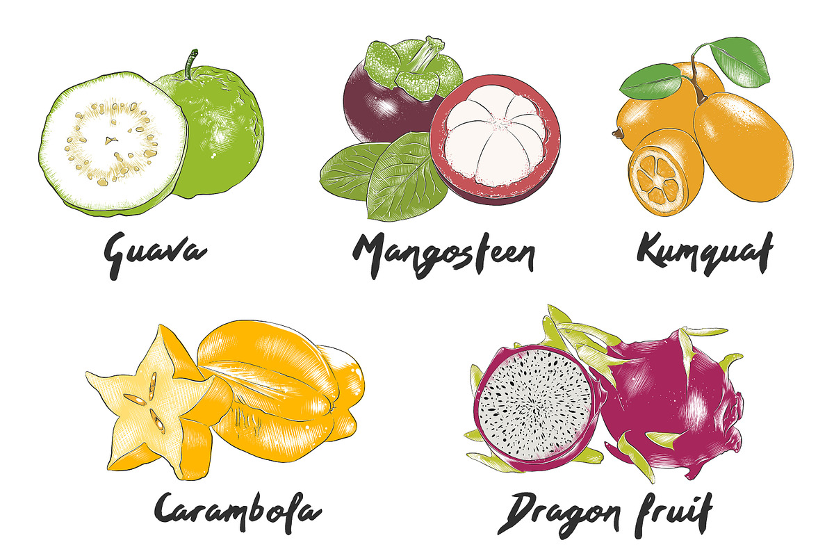 Set of 44 organic food sketches, a Food Illustration by Akimo Mia (Photo 2 of 9)