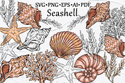 Seashell Vector Hand-drawn Clipart, an Object Graphic by BarvArt (Thumbnail 1 of 6)