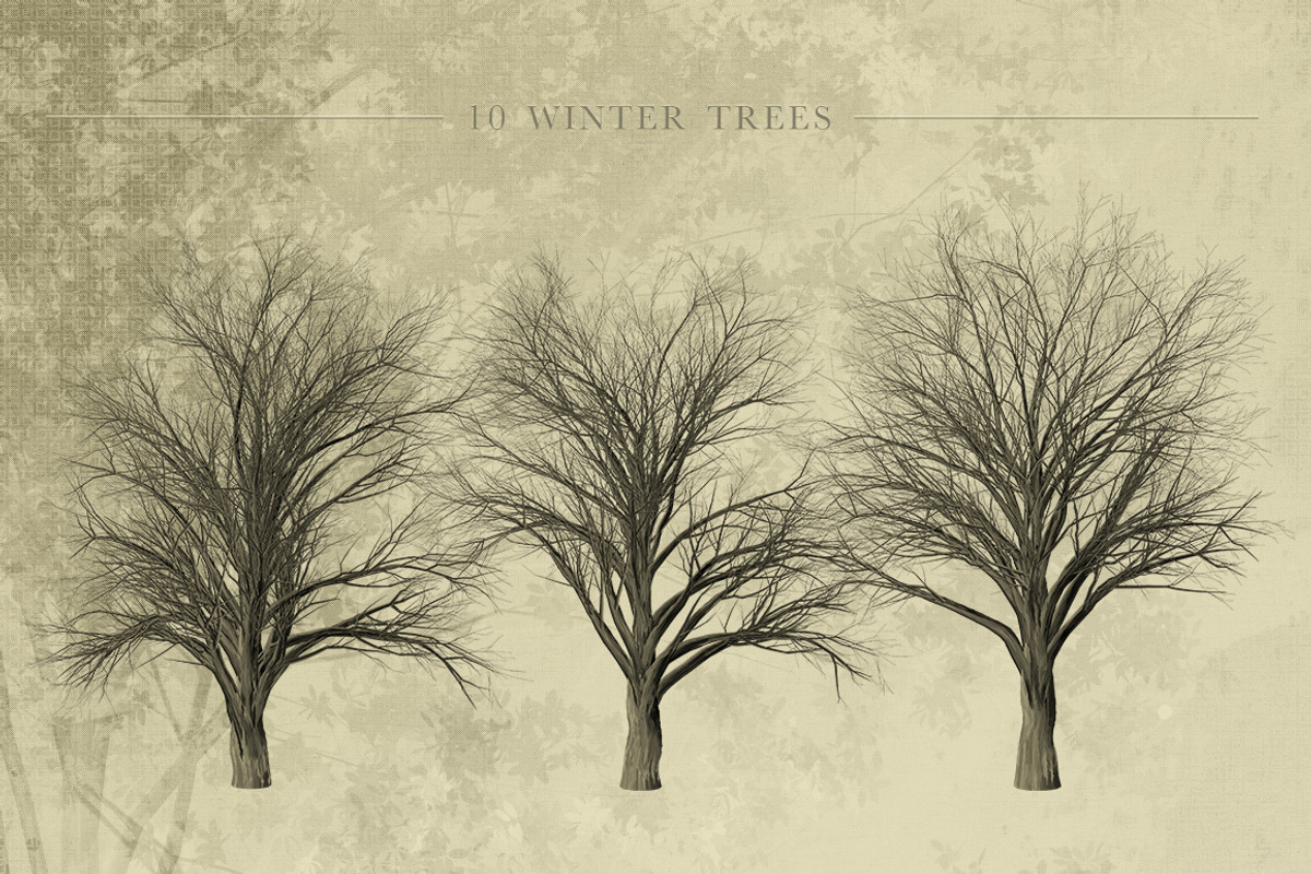 Zelkova Serrata Trees, an Object Graphic by Athlos ArtLab (Photo 3 of 5)