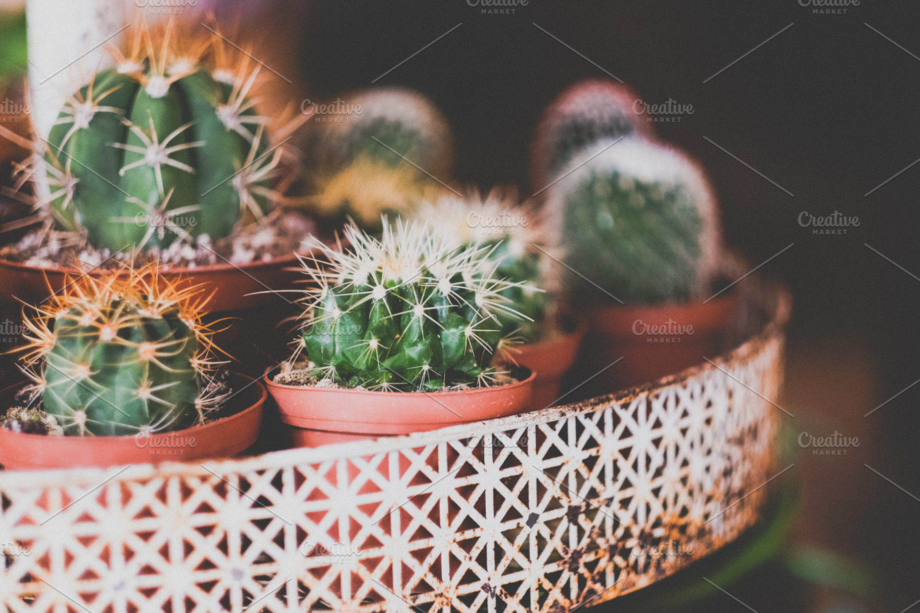 Succulents containing succulent, plantlife, and nature, a Nature Photo by The Kandid