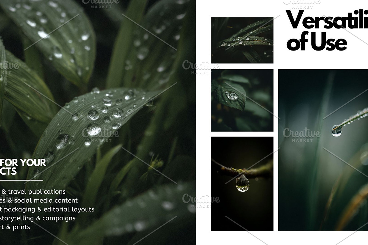 Liquid Jewels – Macro Photography, a Nature Photo by Virgo Studio (Photo 5 of 6)
